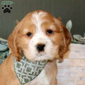 Winston, Cocker Spaniel Puppy