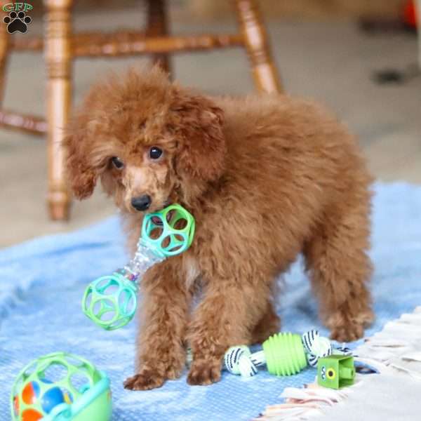 Winston, Miniature Poodle Puppy
