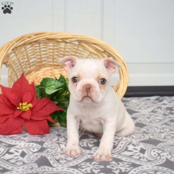 Winter, Boston Terrier Puppy