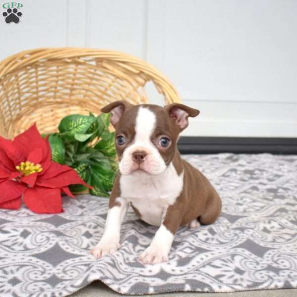 Wish, Boston Terrier Puppy