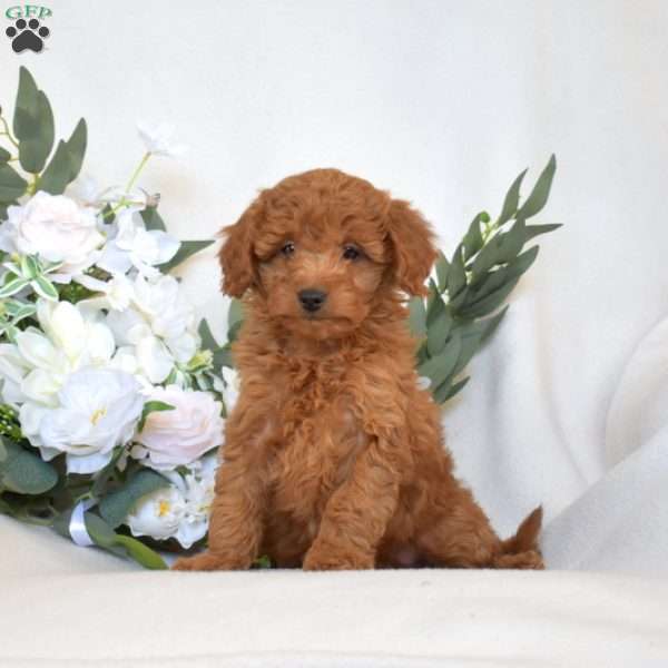 Wish, Mini Goldendoodle Puppy