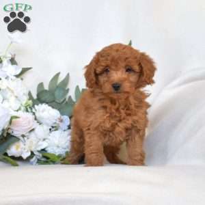 Wish, Mini Goldendoodle Puppy