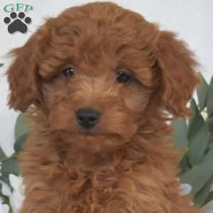 Wish, Mini Goldendoodle Puppy