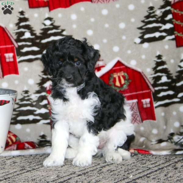 Wonder – F1B, Cockapoo Puppy