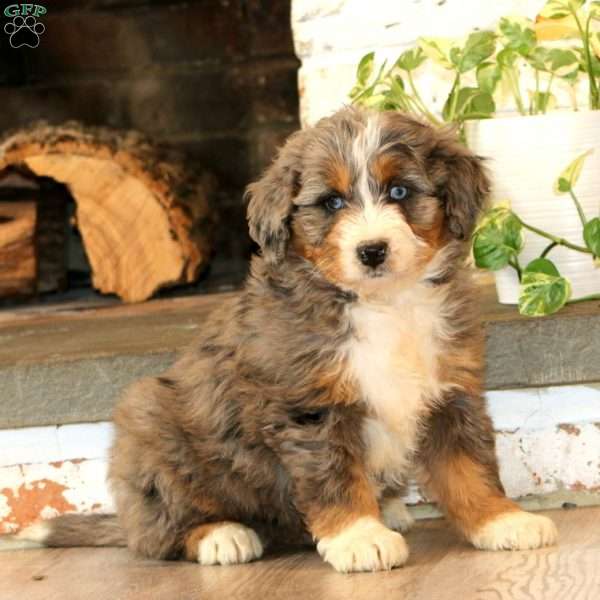 Wonder, Mini Bernedoodle Puppy