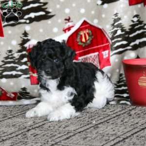 Wonder – F1B, Cockapoo Puppy
