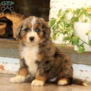 Wonder, Mini Bernedoodle Puppy