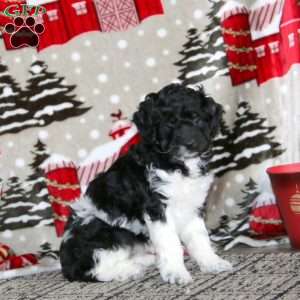 Wonder – F1B, Cockapoo Puppy