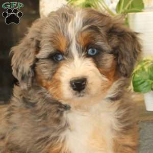Wonder, Mini Bernedoodle Puppy