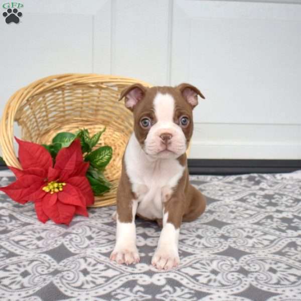 Wrangler, Boston Terrier Puppy