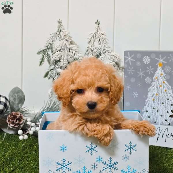 Wrangler, Bich-Poo Puppy