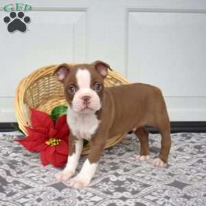 Wrangler, Boston Terrier Puppy