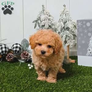 Wrangler, Bich-Poo Puppy