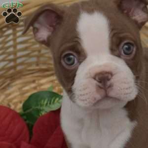 Wrangler, Boston Terrier Puppy