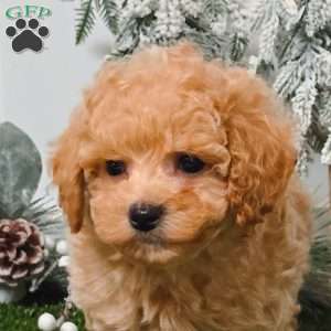 Wrangler, Bich-Poo Puppy