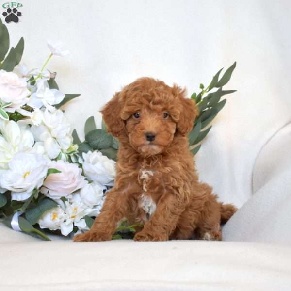Wrigley, Mini Goldendoodle Puppy