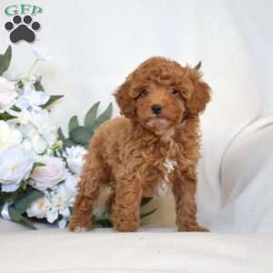 Wrigley, Mini Goldendoodle Puppy
