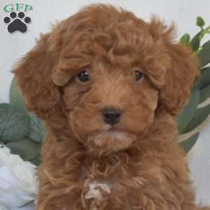 Wrigley, Mini Goldendoodle Puppy