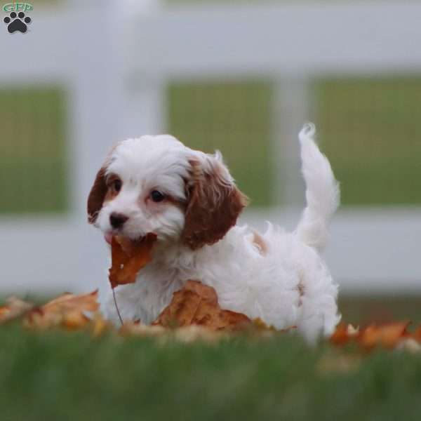 Wyatt, Cavapoo Puppy