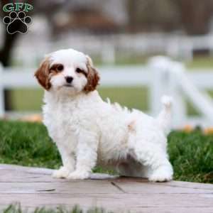 Wyatt, Cavapoo Puppy