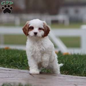 Wyatt, Cavapoo Puppy
