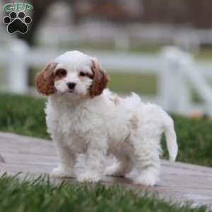 Wyatt, Cavapoo Puppy