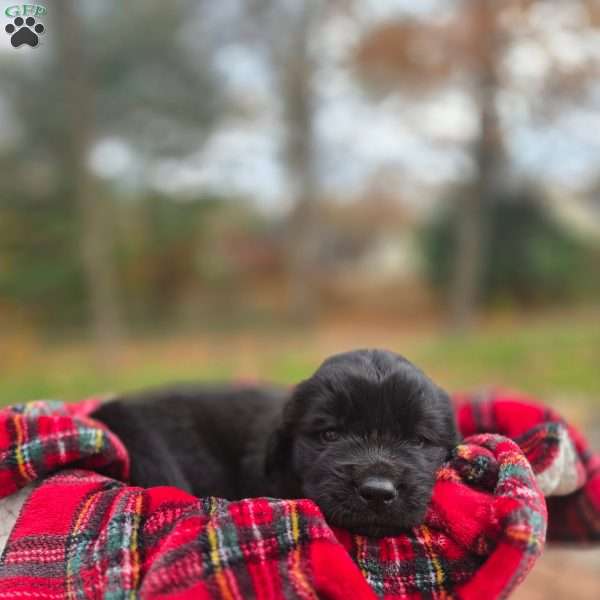Yellow, Newfoundland Puppy