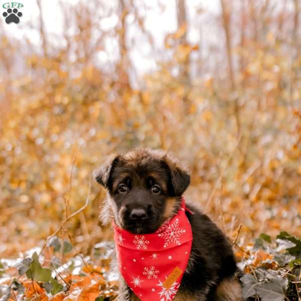 Ella, German Shepherd Puppy