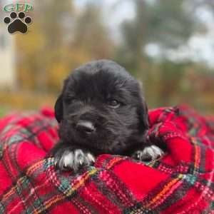 Yellow, Newfoundland Puppy