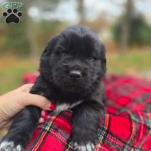 Yellow, Newfoundland Puppy