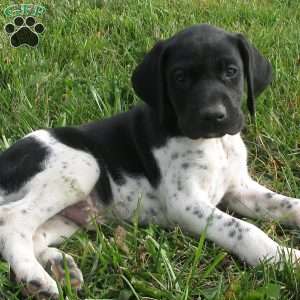 Zachary, German Shorthaired Pointer Puppy