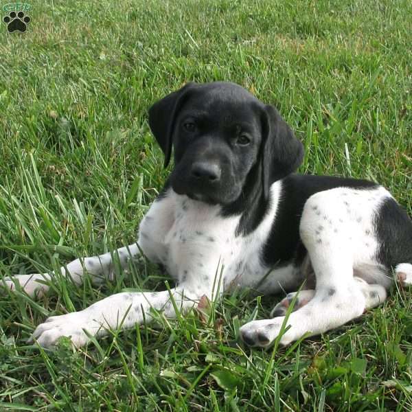 Zachary, German Shorthaired Pointer Puppy