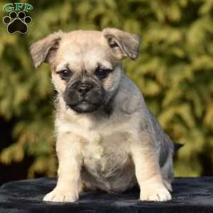 Zack, Pug Mix Puppy