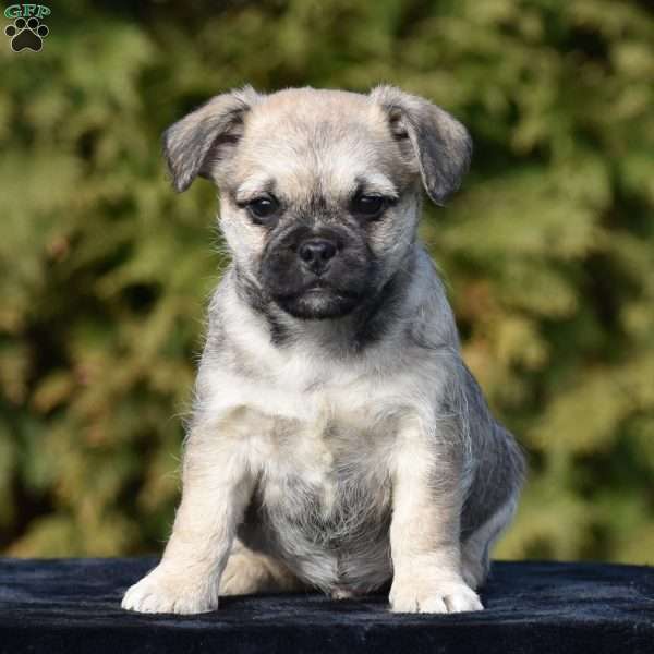 Zack, Pug Mix Puppy