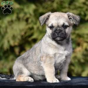 Zack, Pug Mix Puppy
