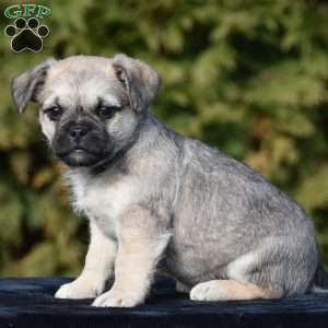 Zack, Pug Mix Puppy