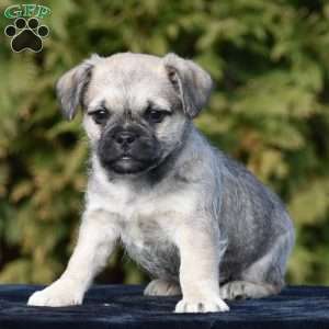 Zack, Pug Mix Puppy