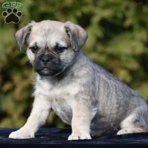 Zack, Pug Mix Puppy