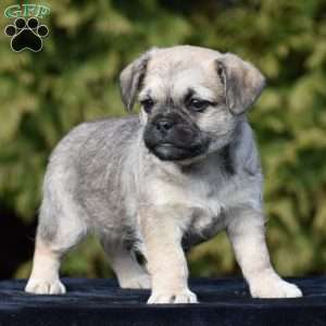 Zack, Pug Mix Puppy