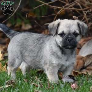 Zack, Pug Mix Puppy