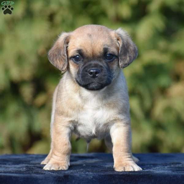 Zade, Pug Mix Puppy