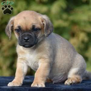 Zade, Pug Mix Puppy