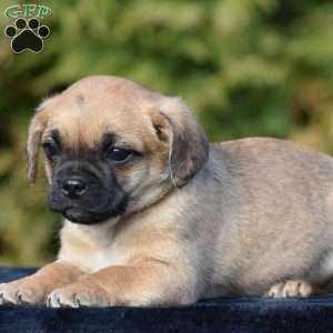 Zade, Pug Mix Puppy