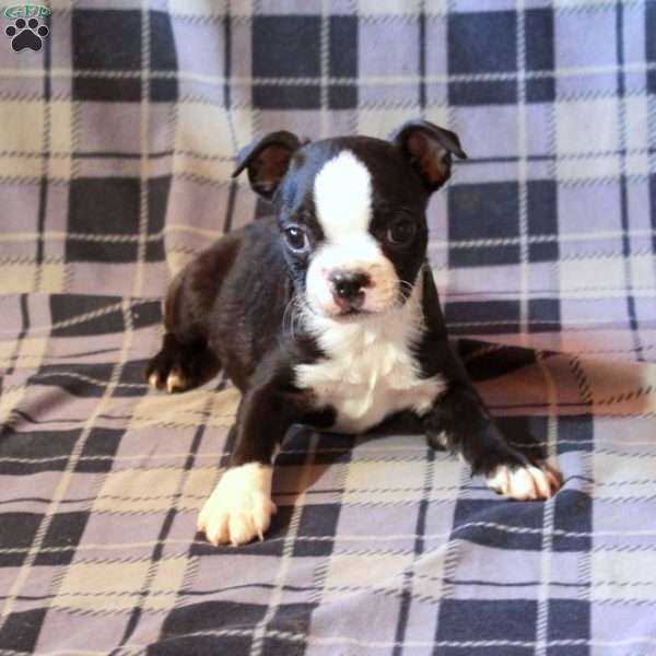 Zain, Boston Terrier Puppy