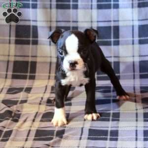 Zain, Boston Terrier Puppy