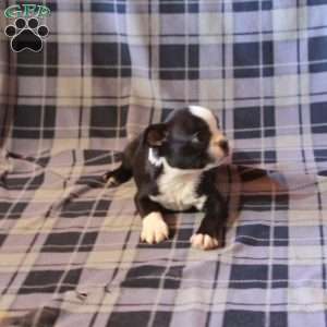 Zain, Boston Terrier Puppy