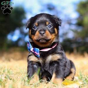 Zara, Rottweiler Puppy
