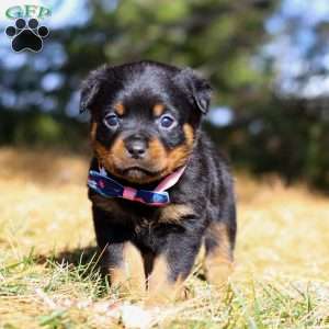 Zara, Rottweiler Puppy