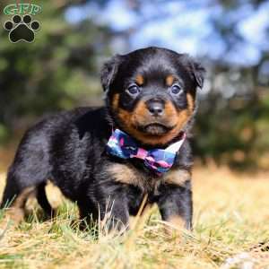 Zara, Rottweiler Puppy