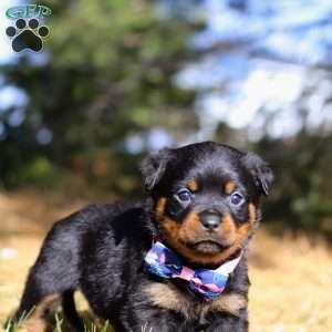 Zara, Rottweiler Puppy